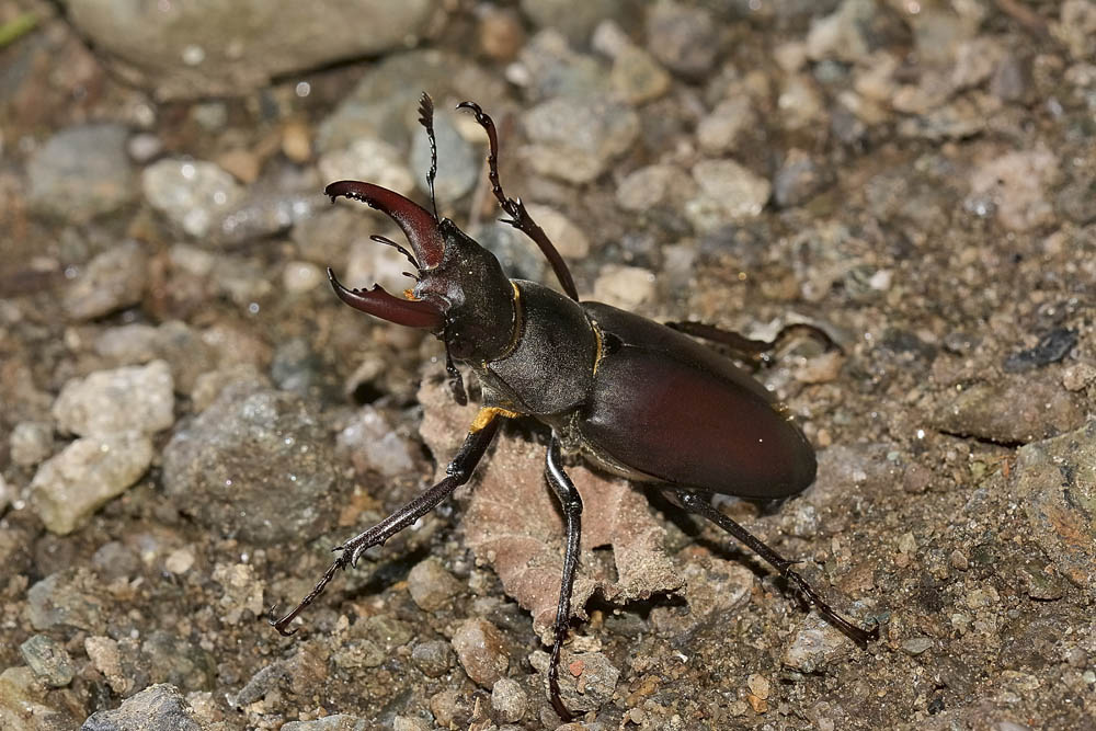 Lucanus cervus? La vendetta.